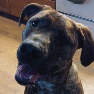 Meet your Posher, Bobbi